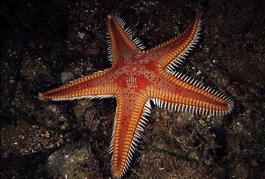 Astropecten aurantciacus